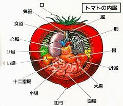 トマトの内臓